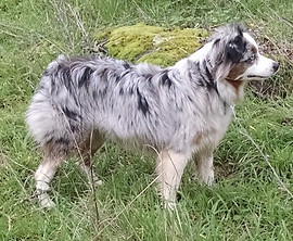 miniature australian shepherd.jpg