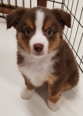 red tri female