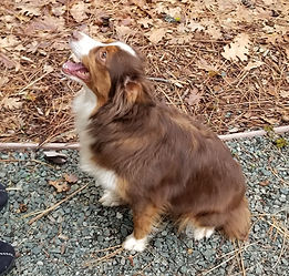 red tri mini aussie