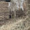 Thumbnail: HighPark Heifer Calf