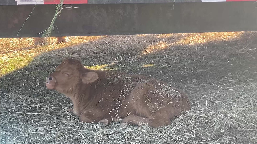 Thumbnail: Highland Cross Heifer Calf