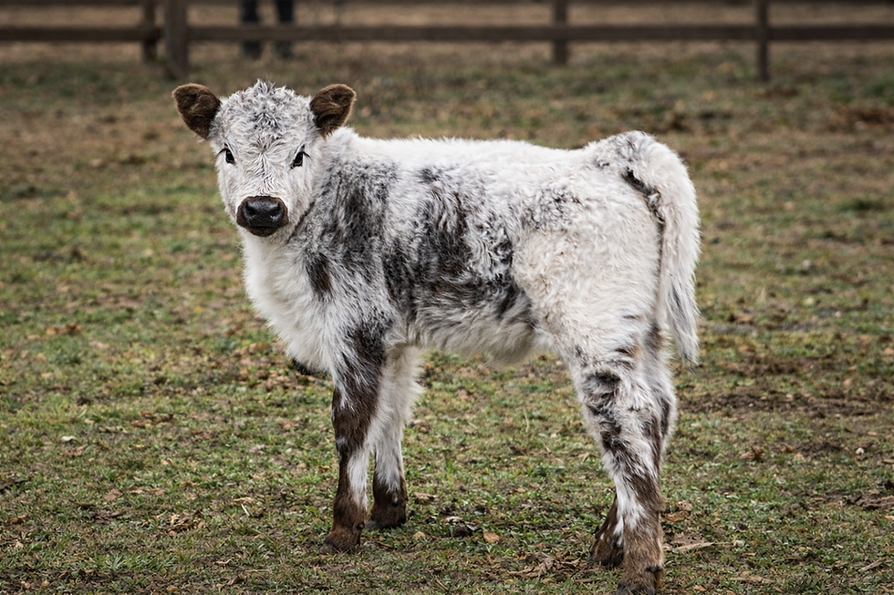 Thumbnail: HighPark Heifer Calf