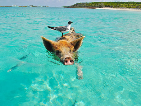 bird on top of a pig swimming in the ocean