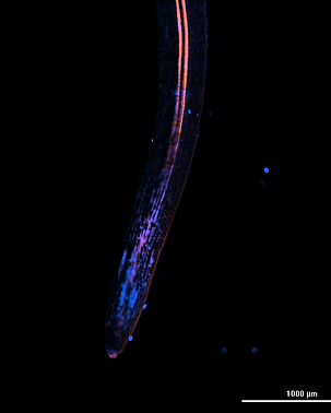 100 nm RT comb.png