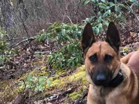 Between a Fund and a Hard Place: Augusta Co Sheriff K9 Rico's Ongoing Battle for Retirement