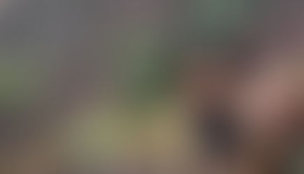 K9 Conundrum: Disparate Decisions in Botetourt and Augusta Counties