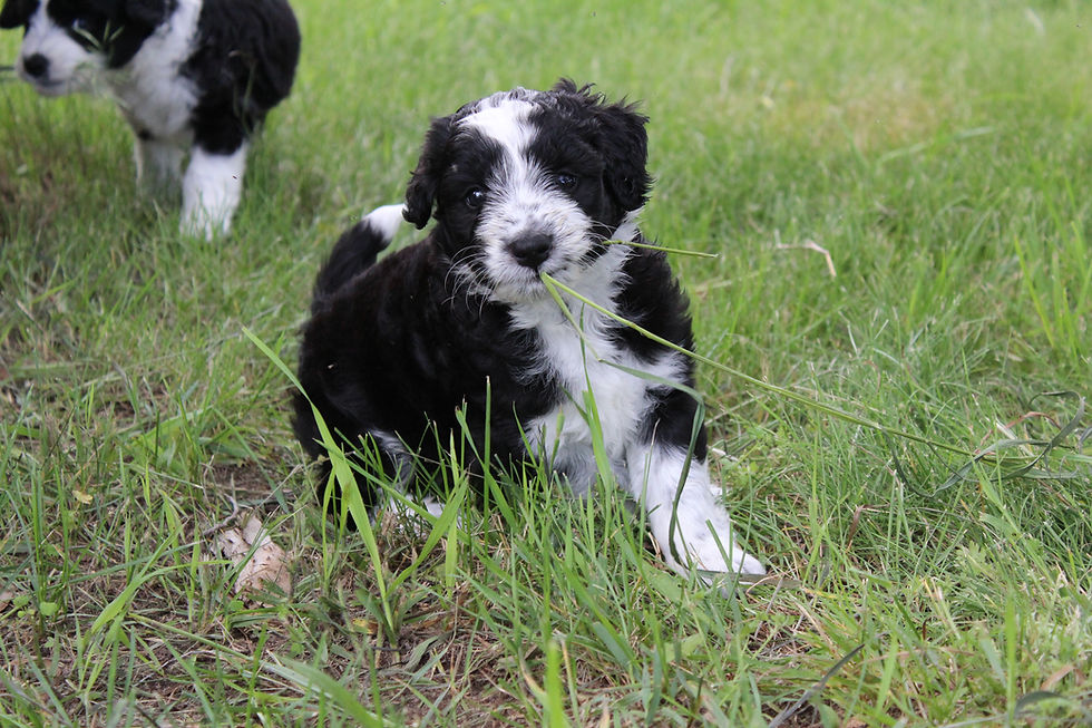 Puppies in Action