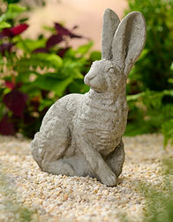Small British Hare
