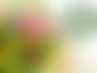 Primavera: tiempo para desarrollarse y florecer