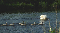 Swans, Forth & Clyde Canal