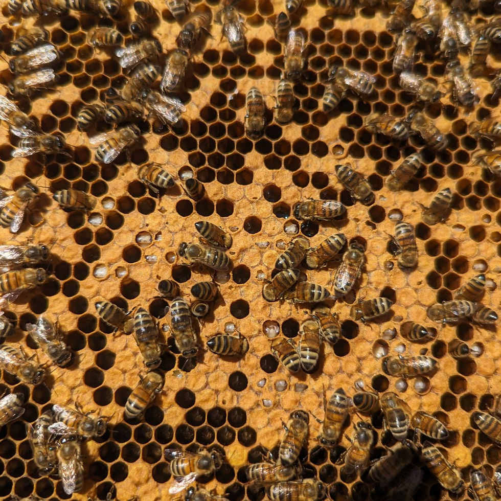 Thumbnail: 2026 Spring Artificially Inseminated Queens