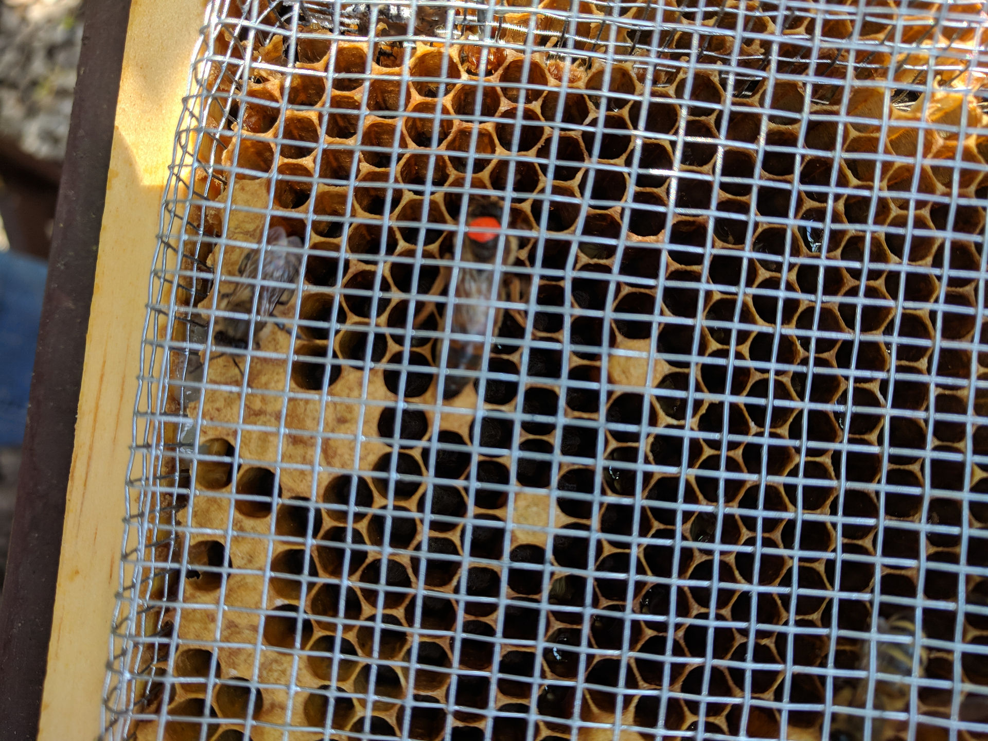 Installing honey bee push in cage
