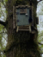 ree
