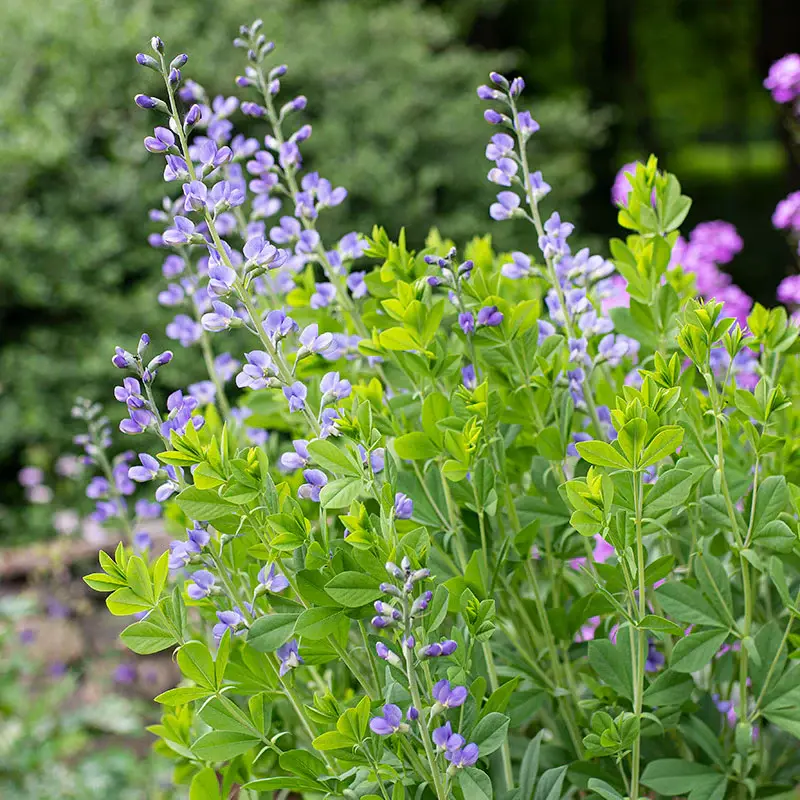 Thumbnail: Rain Garden Kit