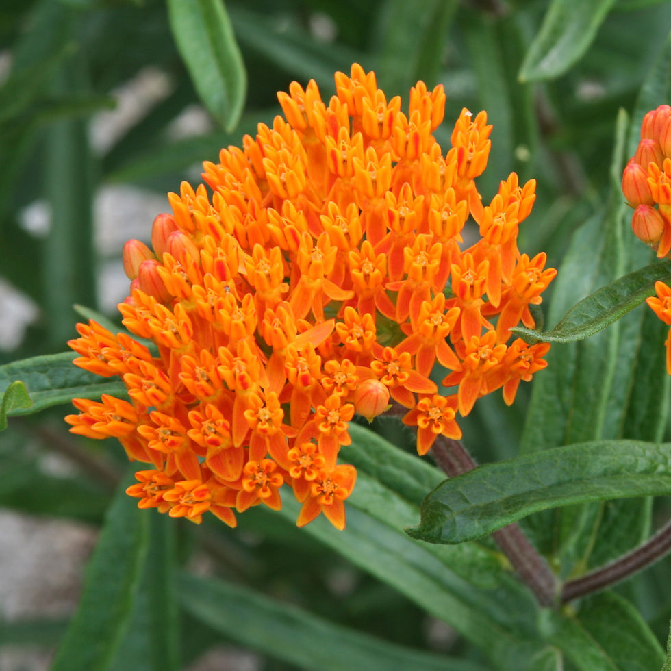 Thumbnail: Basic Prairie Garden Kit