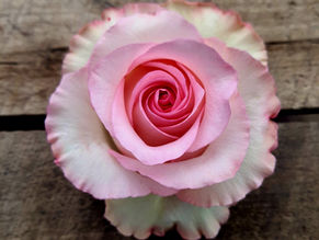 Mandala: The Rose Sustaining Ecuador’s Presence in the Russian Market