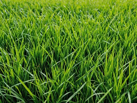 Unleash the Secrets to Lush, Green Grass: A Sneaky Guide to Lawn Envy