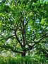 Green Tree Daytime Photo.jpg