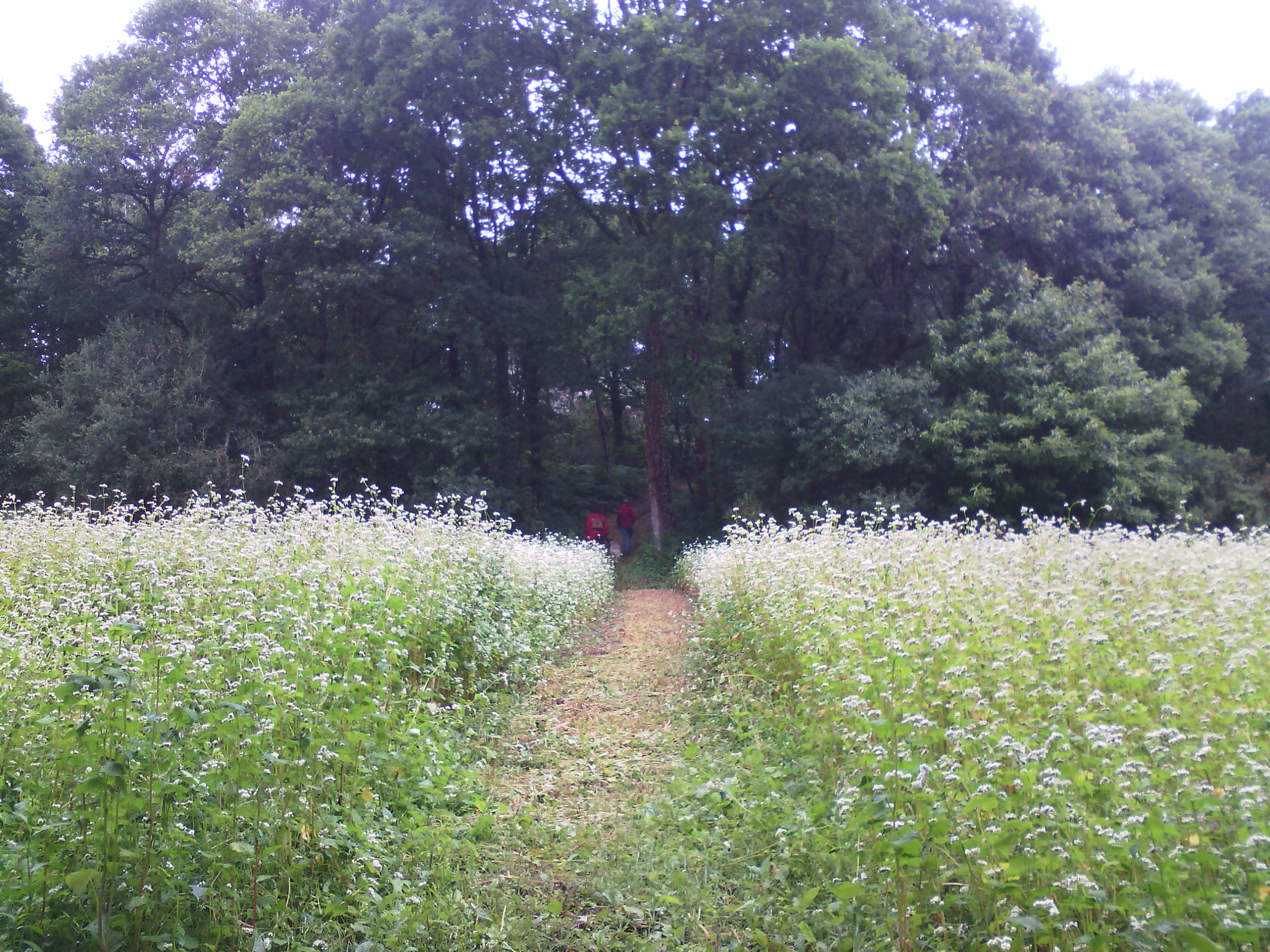 Chemin vers la Chapelle St.Gildas