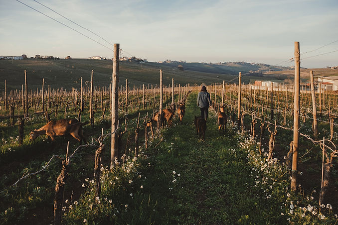 lusenti vineyard.jpg