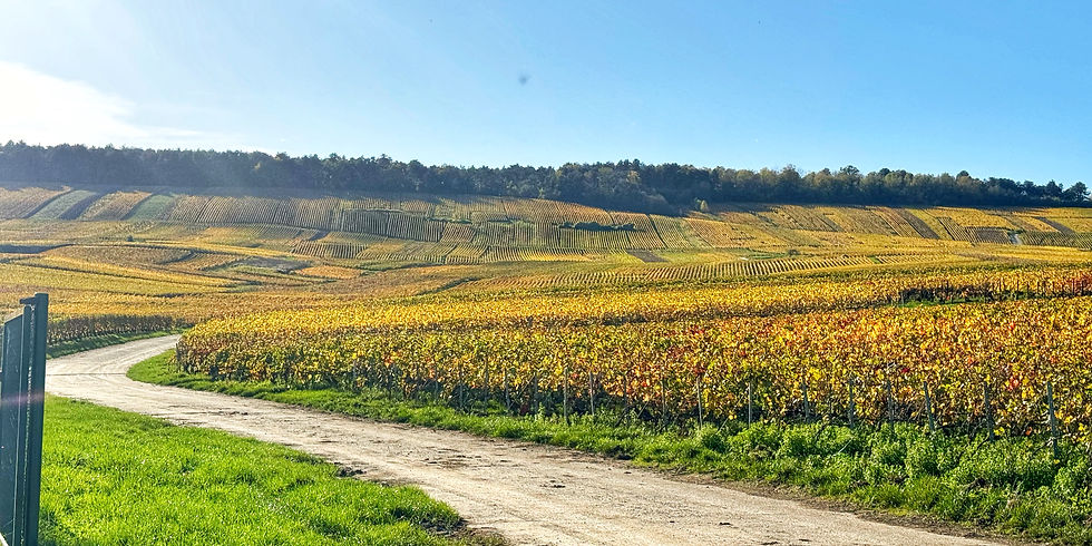 Sacy France Vineyards _edited.jpg