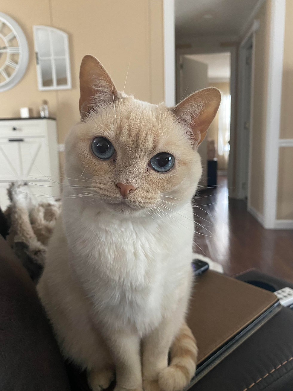 exhibit A: Lily staring me down her polite attempt to make me move this laptop out of her way.