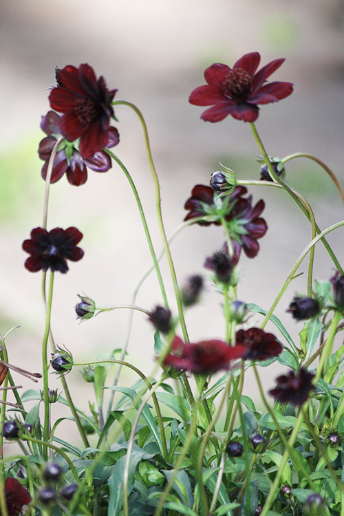 Chokladblomma