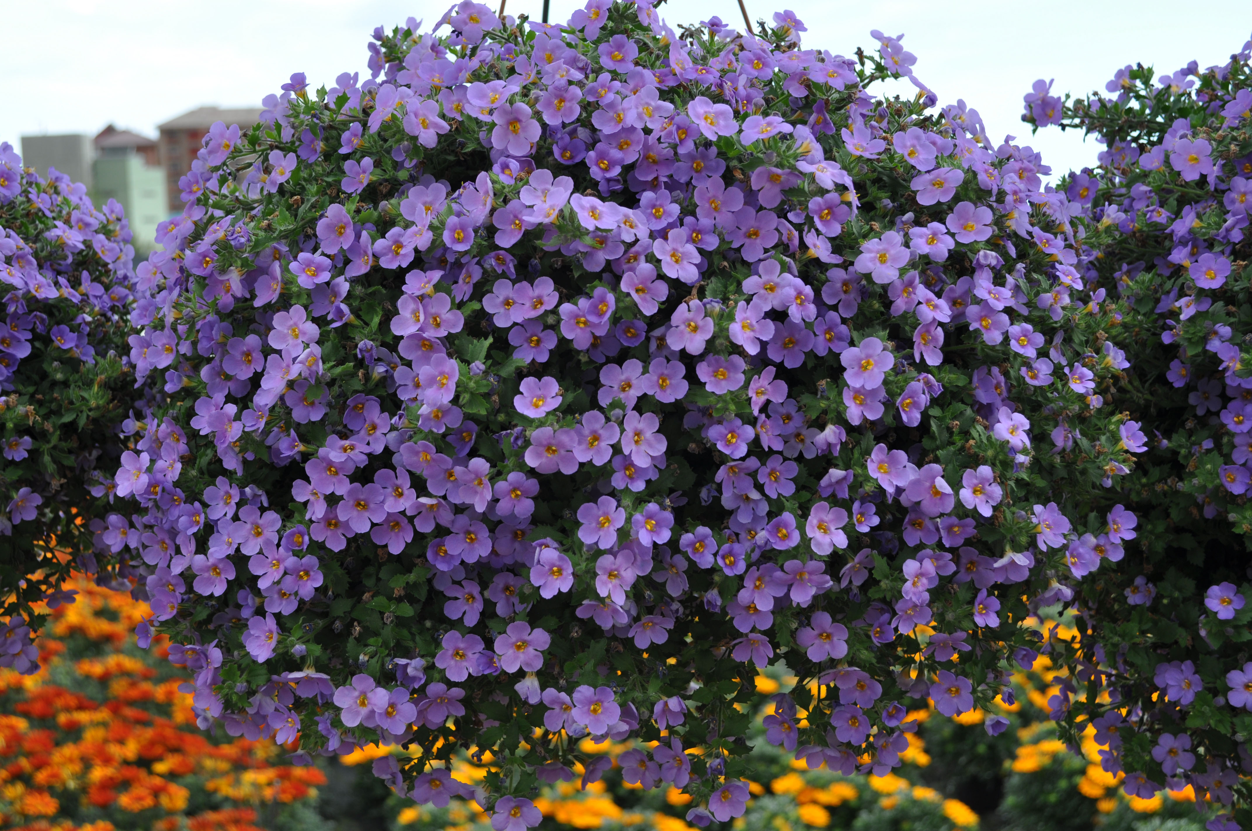 Bacopa