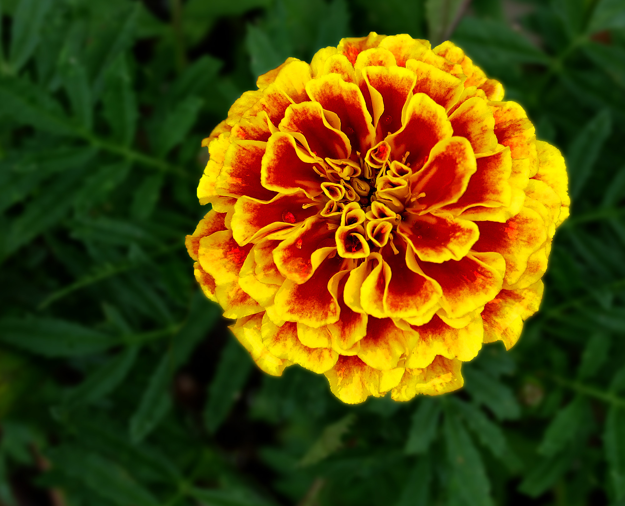 Tagetes