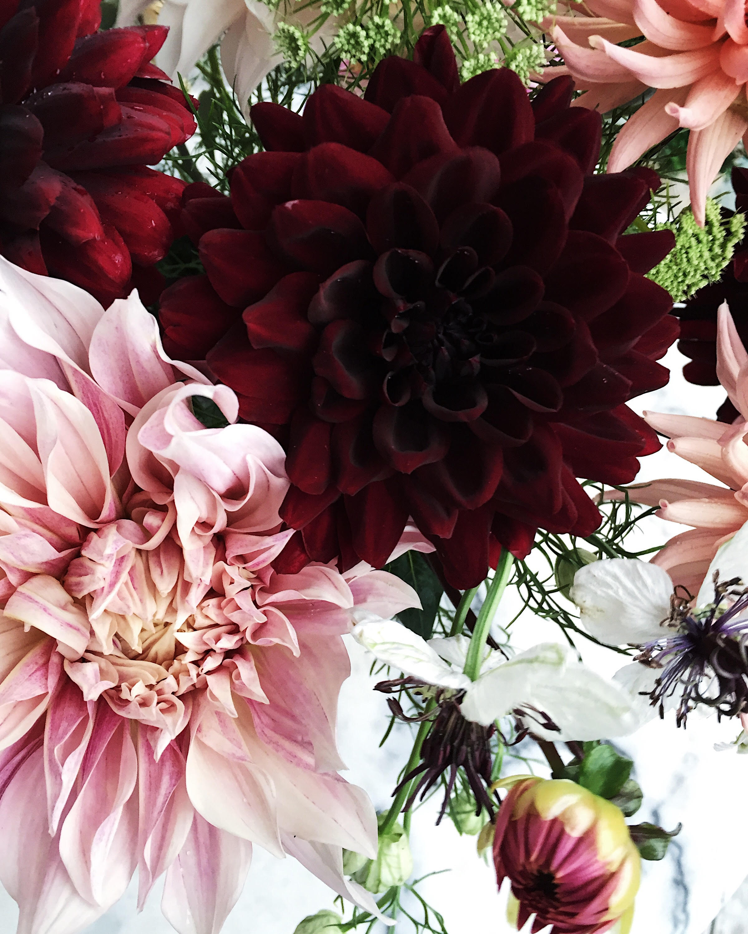 Dahlia