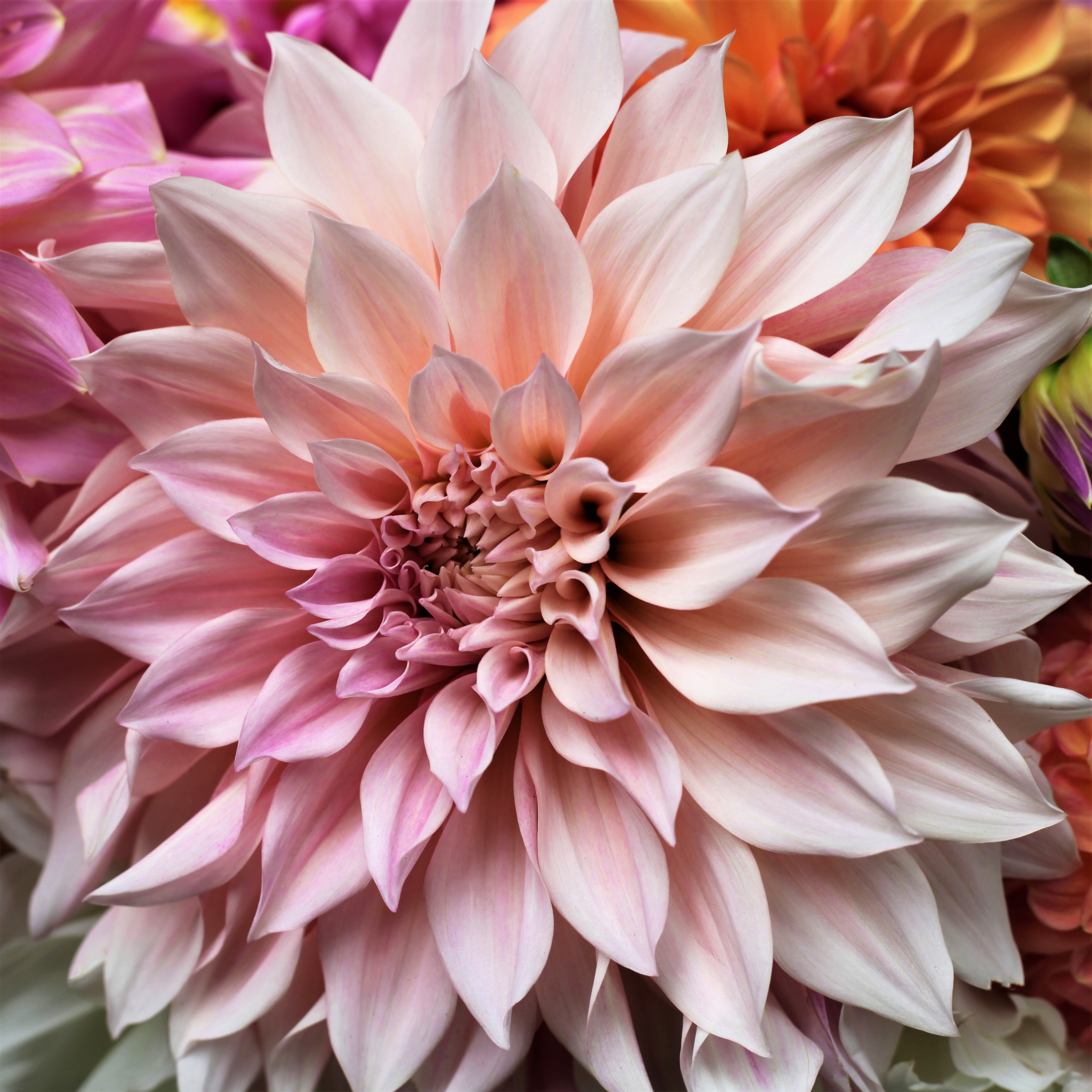 Dahlia -Cafe au Lait