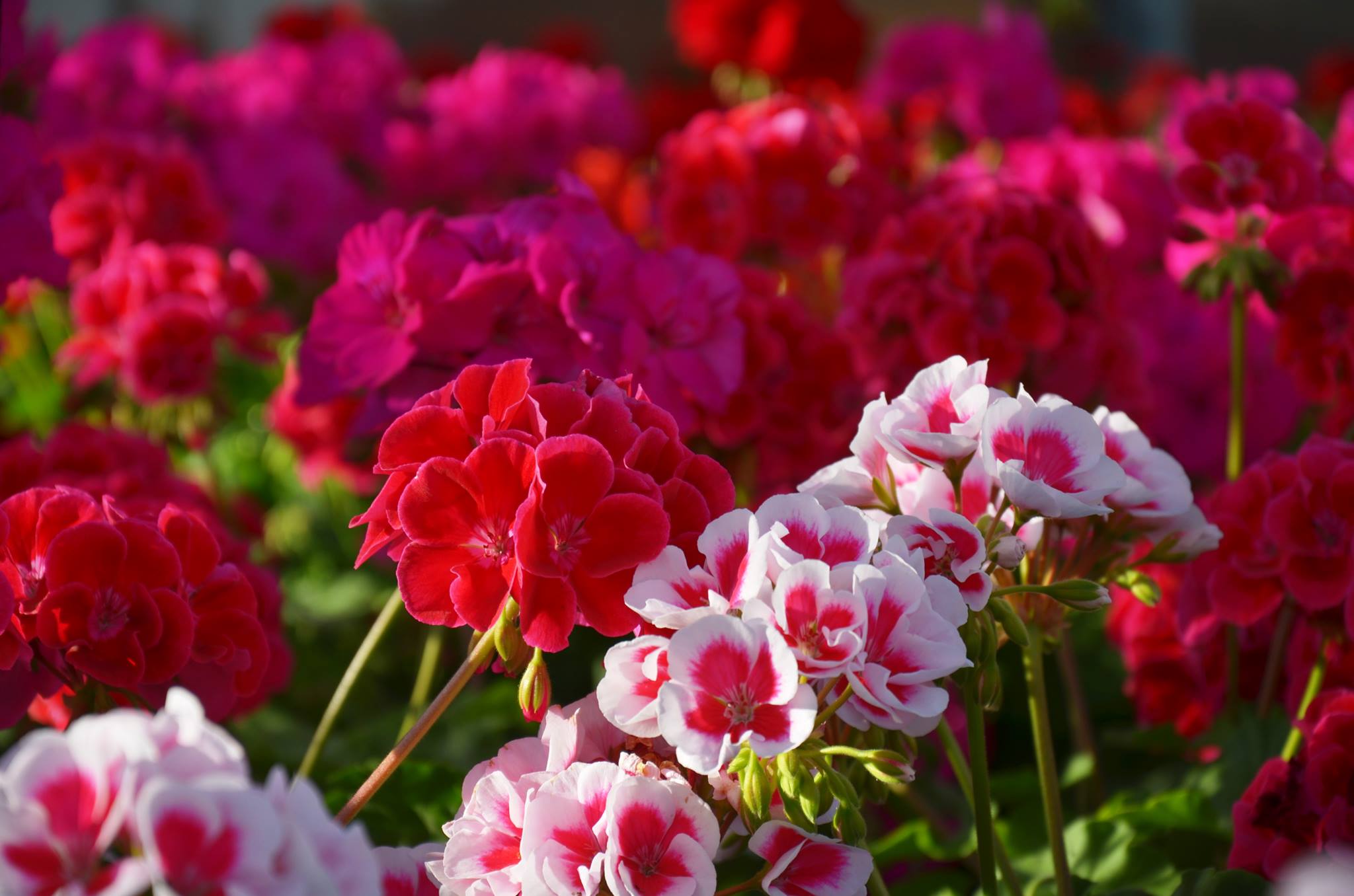 Pelargoner