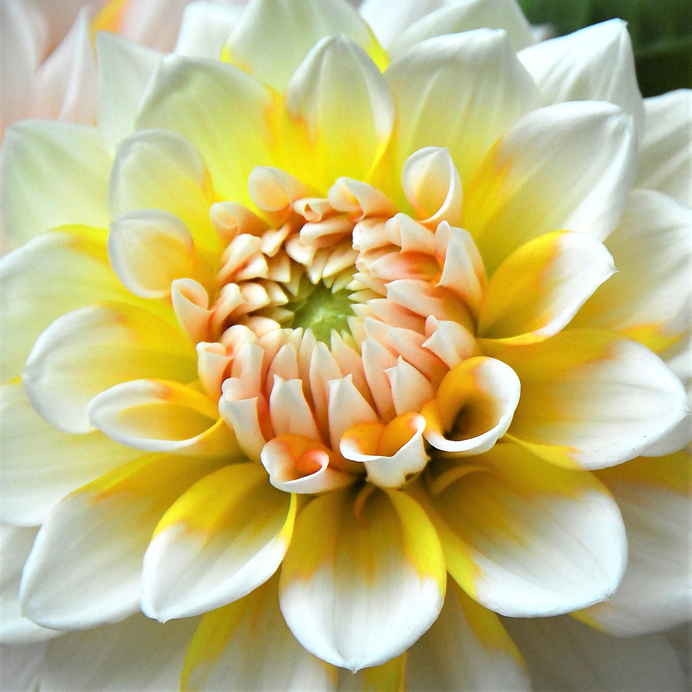 Dahlia