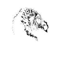 Niger et talbus (2).jpg