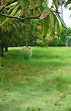 Mango Image