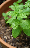 Mint 