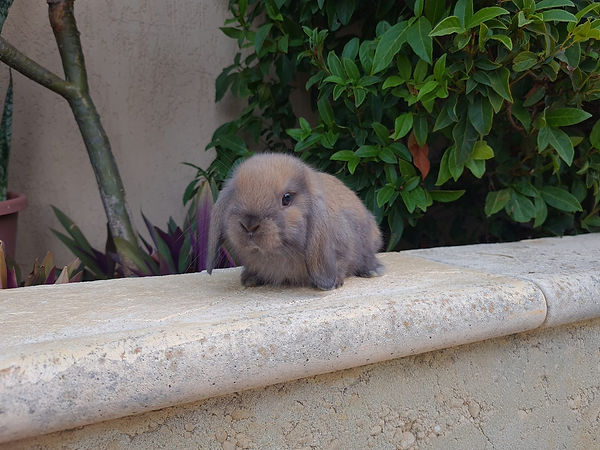 Rabbits For Sale | Abbey Green Rabbits