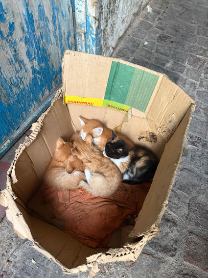 Girl Grads and WeRoad take on Morocco!