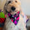 Thumbnail: Pink Mushrooms with Lime Green Bandana