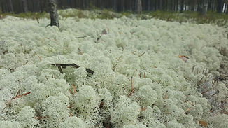 NATURAL MOSS.jpeg