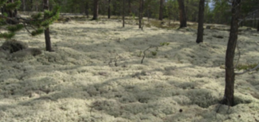 MOSS