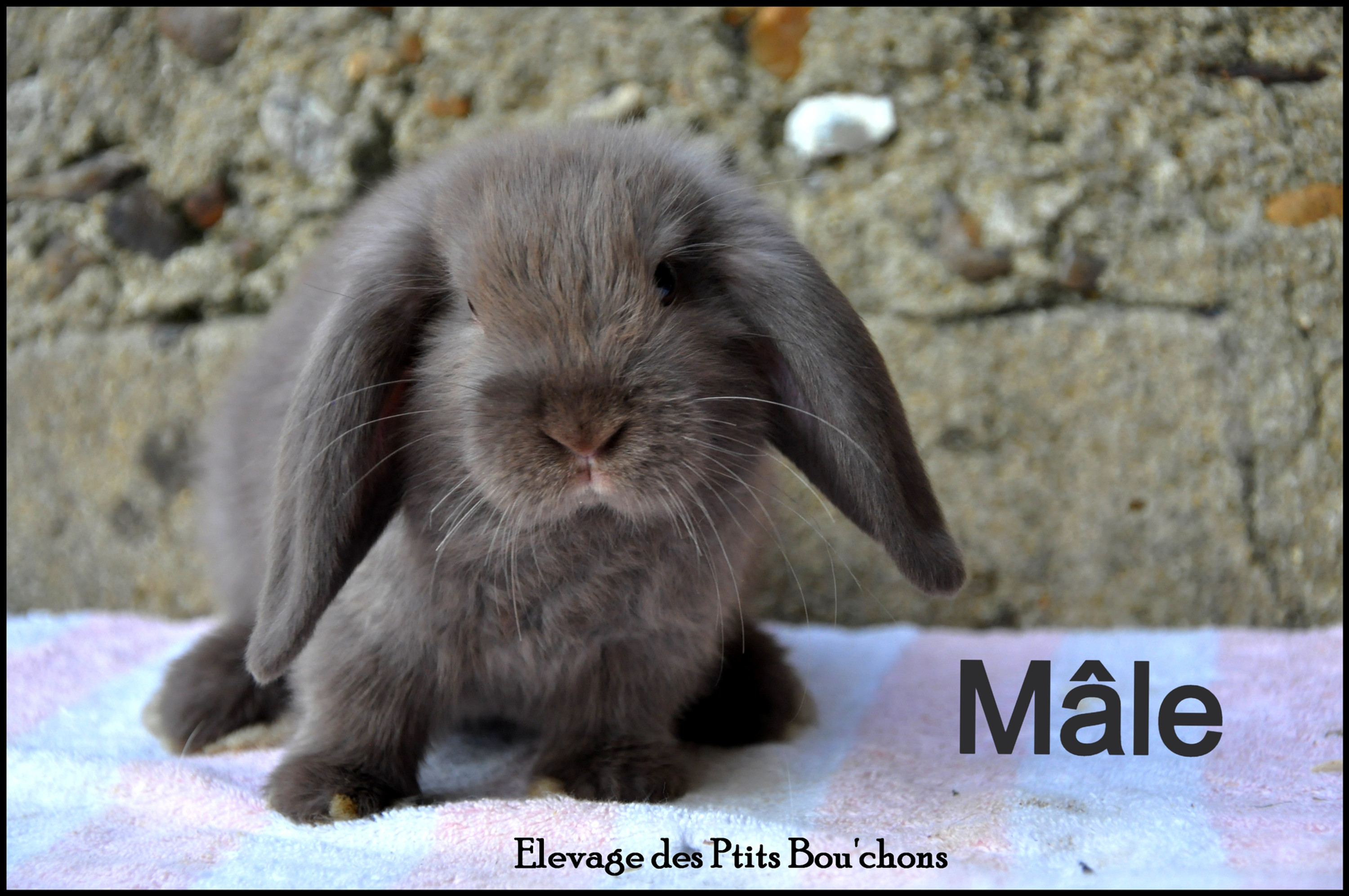 Lapins Béliers nains