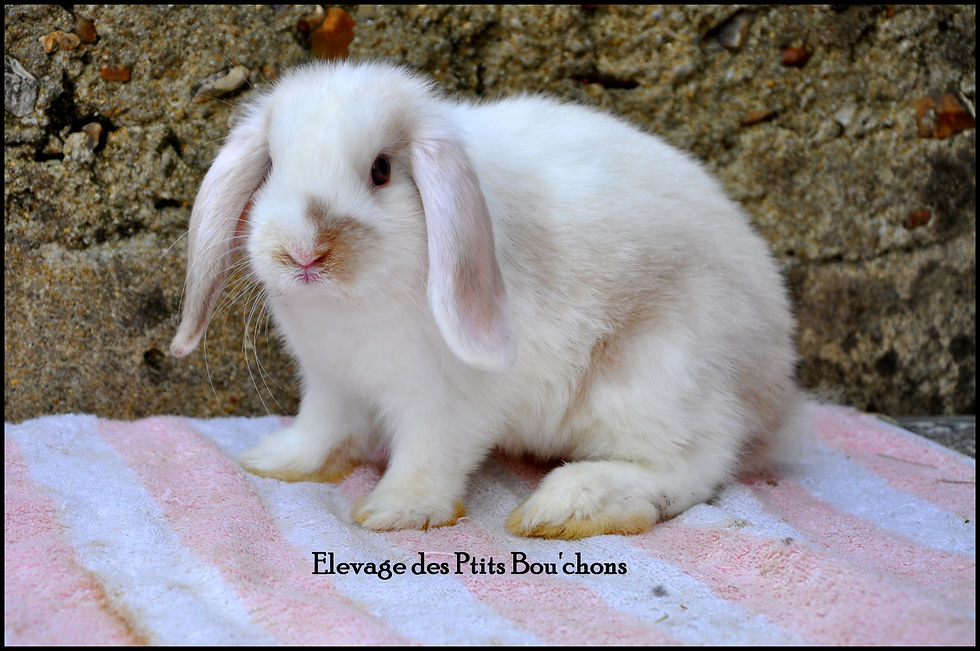 Miniature : Lapins Béliers nains