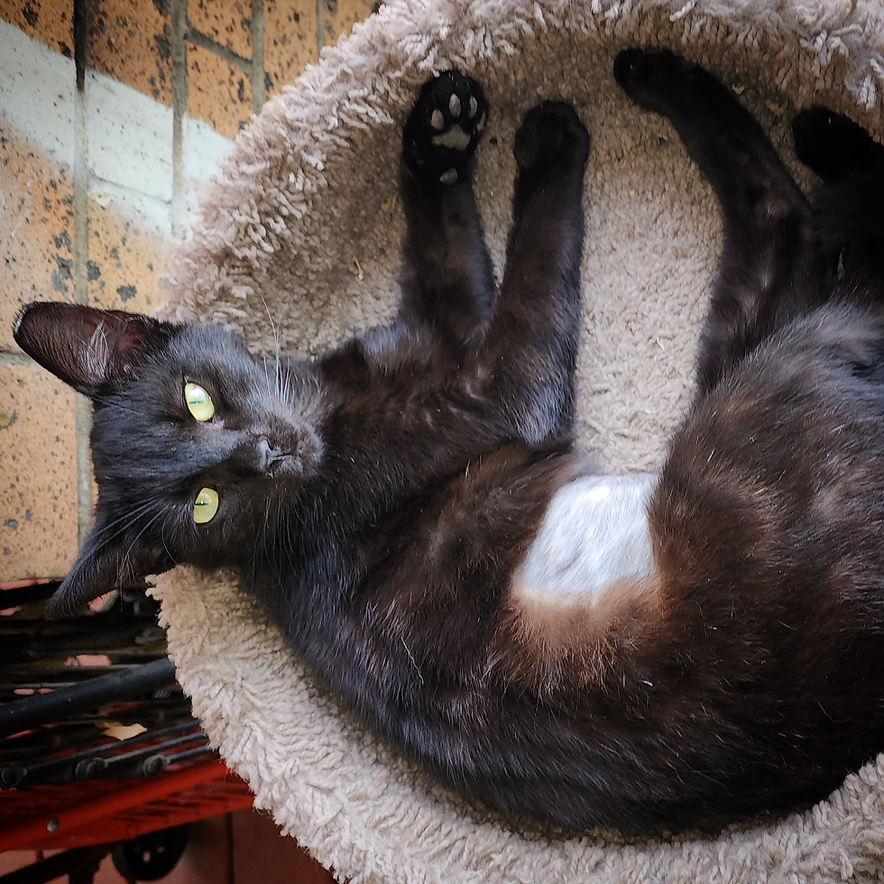 Pepper