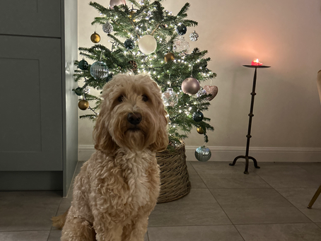 🥾🎙️Enlightened Tarot Walks & Talks - Week 3 - 1st–7th December 2025 🎄