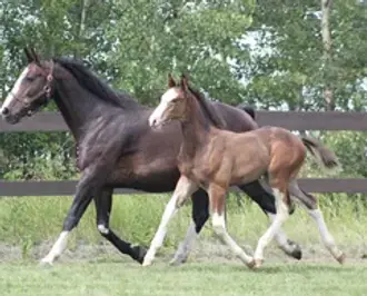 Shauna Mare and Foal.webp