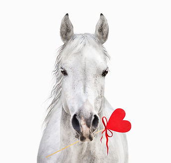 White horse with heart in mouth, Valentine, isolated.jpg