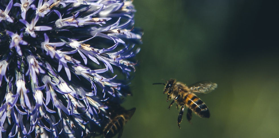POST vonblumenundbienen_edited.jpg