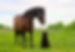 Two pets are in outdoors. One horse and one dog are standing in the countryside
