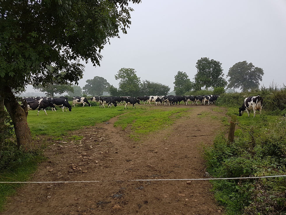 Dairy cows grazing on grass